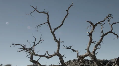 Joshua Tree scraggly old tree against sky Stock Footage 44523414