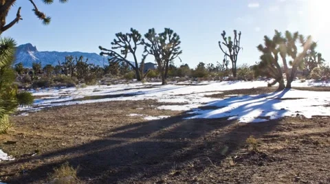 Joshua Tree Shadows Timelapse Video stock 65052759