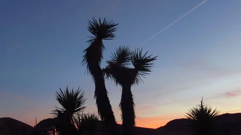 Joshua Tree Silhouette at Sunset Stock Footage 255095480