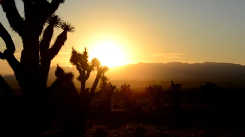 Joshua Tree Silhouette Sunset Time Lapse 2 Stock-Footage 32245801