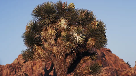Joshua Tree single 2 4K Video stock 33531620