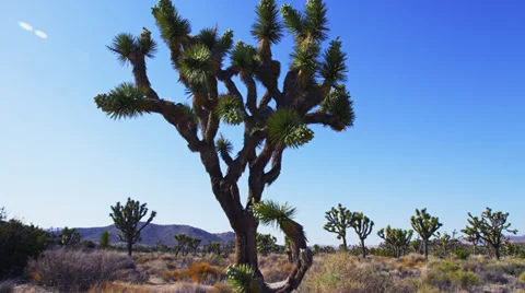 Joshua Tree single 4K Stock Footage 33531913