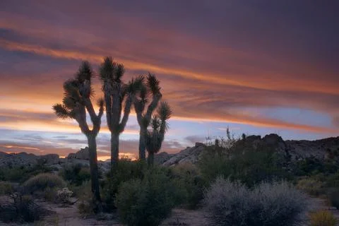 Joshua Tree Sky Foto stock