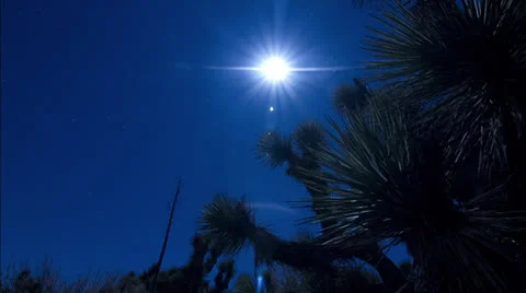 Joshua Tree slow moon time lapse Darker Contrast 30FPS Stock Footage 23512118