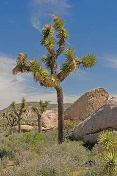 Joshua Tree in the Spring 스톡 사진