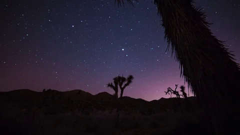 Joshua Tree Star Time Lapse Stock Footage 76721859