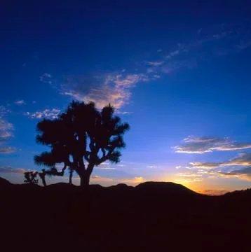 Joshua tree at sunrise Foto stock