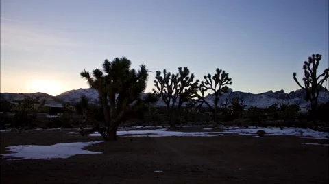 Joshua Tree Sunrise Timelapse Stock Footage 65052770