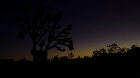 Joshua Tree Sunrise Timelapse Stock Footage 65052777