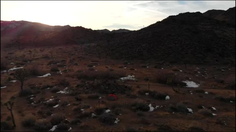 Joshua tree on a sunset covered with snow Stock Footage 241362495