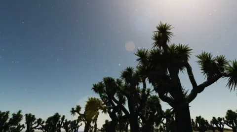 Joshua Tree Sunset 動画素材 524207