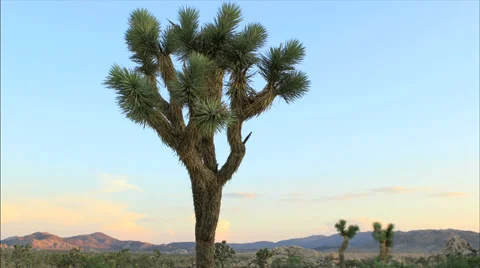 Joshua Tree at sunset 스톡 동영상 29666607
