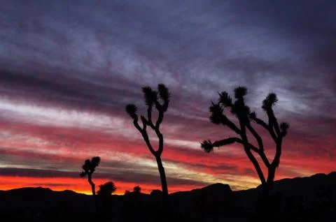 Joshua tree sunset Stock Photos