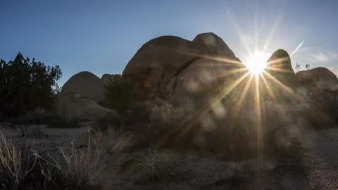 Joshua tree sunset Stock-Fotos