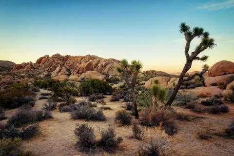 Joshua Tree Sunset Stock Photos