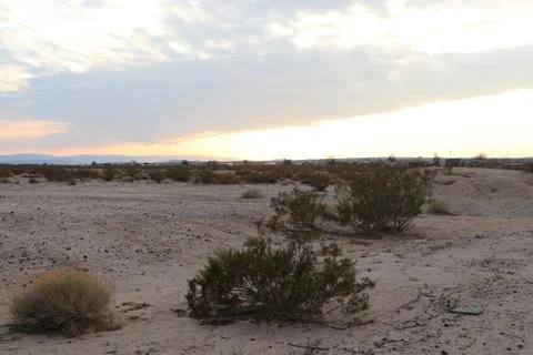 Joshua Tree sunset Stock Photos