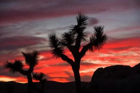 Joshua Tree Sunset Stock Photos