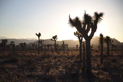 Joshua Tree at Sunset Stock Photos