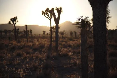 Joshua Tree at Sunset Stock Photos
