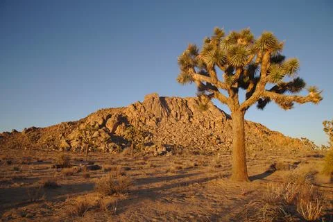 Joshua Tree at Sunset Stock Photos
