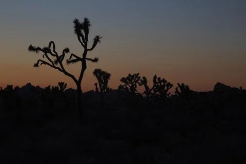 Joshua Tree at Sunset Stock Photos