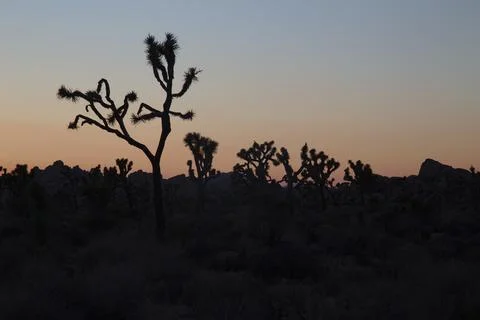 Joshua Tree at Sunset Stock Photos