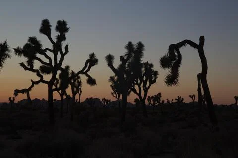 Joshua Tree at Sunset Stock Photos