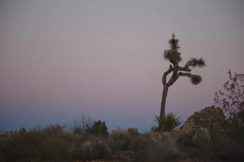 Joshua Tree at Sunset Stock Photos