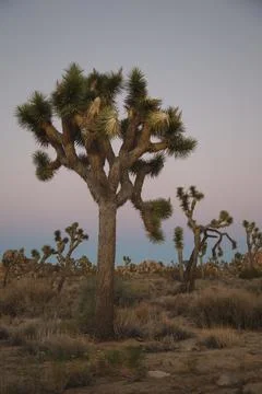 Joshua Tree at Sunset Stock Photos