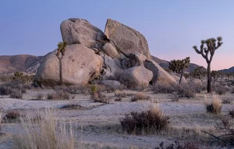 Joshua Tree Sunset Stock Photos