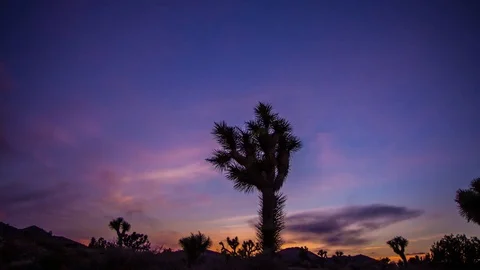 Joshua Tree Sunset Time Lapse Stock Footage 73743766