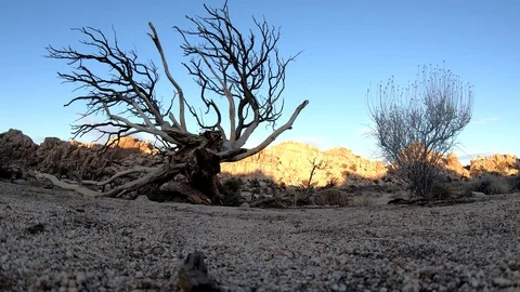 Joshua Tree Sunset Time Lapse Video stock 124396461