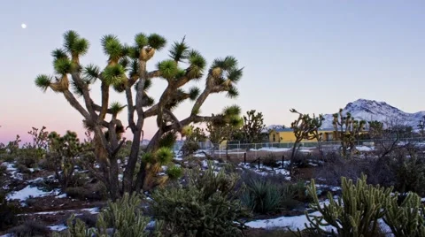 Joshua Tree Sunset Timelapse Stock Footage 65052781