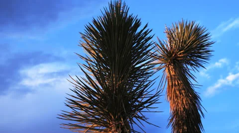 Joshua Tree sunset two Video stock 26123526