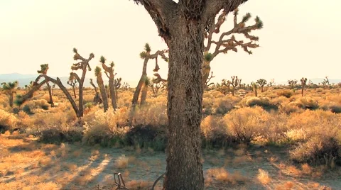 JOSHUA TREE TILT-UP Video stock 981992