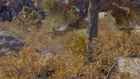 Joshua tree tilt Vídeos de archivo 83017709