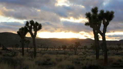 Joshua Tree, time lapse 스톡 동영상 7140604