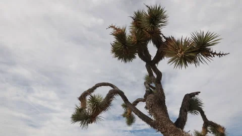 Joshua tree time lapse lots of clouds. Stock-Footage 138340540
