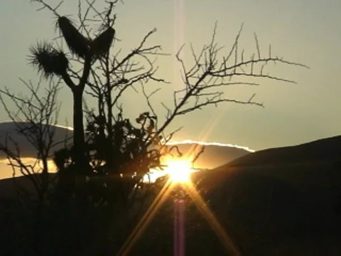 Joshua Tree Time Lapse SD 03 Sunset 40x Stock Footage 582464