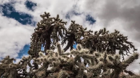 Joshua Tree timelapse Stock Footage 63212784