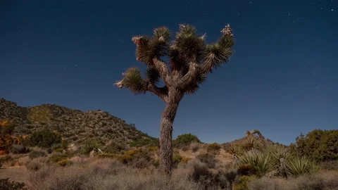 Joshua Tree Timelapse 動画素材 150454943
