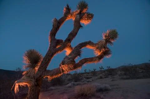 Joshua Tree twilight Stock Photos