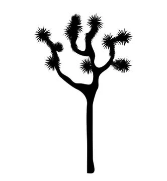 Joshua tree vector isolated on white background Stock Illustration