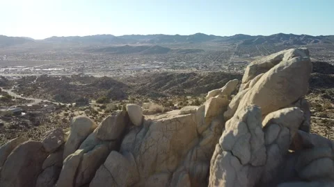 Joshua Tree Video Stock Footage 172207580