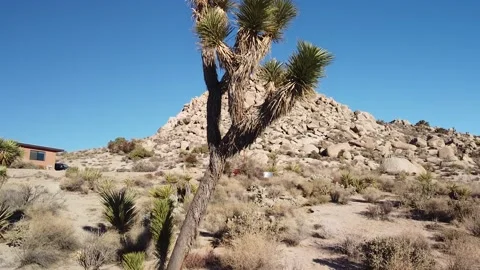 Joshua Tree Video Stock Footage 172207627