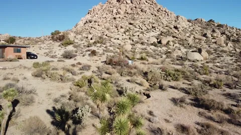 Joshua Tree Video Stock Footage 172207646
