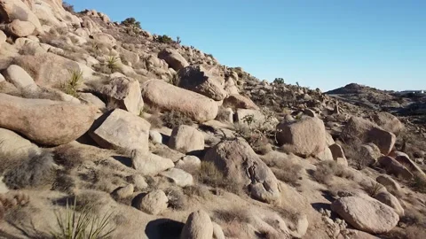 Joshua Tree Video Stock Footage 172207656