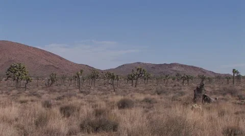 Joshua Trees 1 Stock Footage 10609839