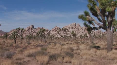 Joshua Trees 3 Stock Footage 10610528