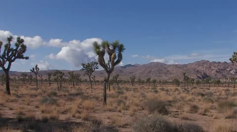 Joshua Trees 4 Stock Footage 10610529